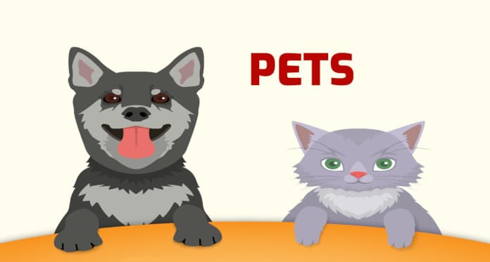 pets vocabulary in Swedish